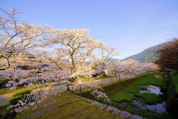 秋月の桜名所５選 福岡のお花見は秋月城跡 杉の馬場 がおすすめ 福岡県 Lineトラベルjp 旅行ガイド