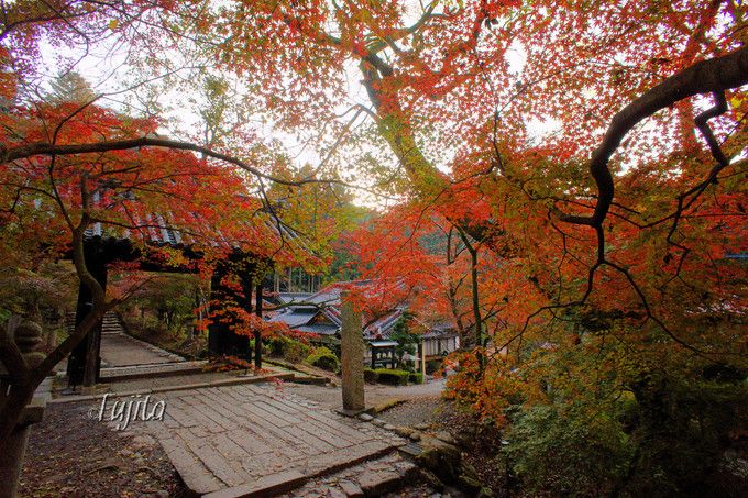 秋月の桜名所５選 福岡のお花見は秋月城跡 杉の馬場 がおすすめ 福岡県 Lineトラベルjp 旅行ガイド