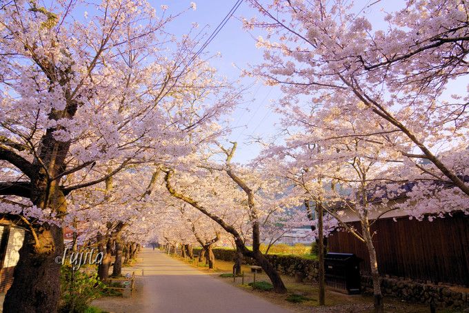 秋月の桜名所５選 福岡のお花見は秋月城跡 杉の馬場 がおすすめ 福岡県 Lineトラベルjp 旅行ガイド