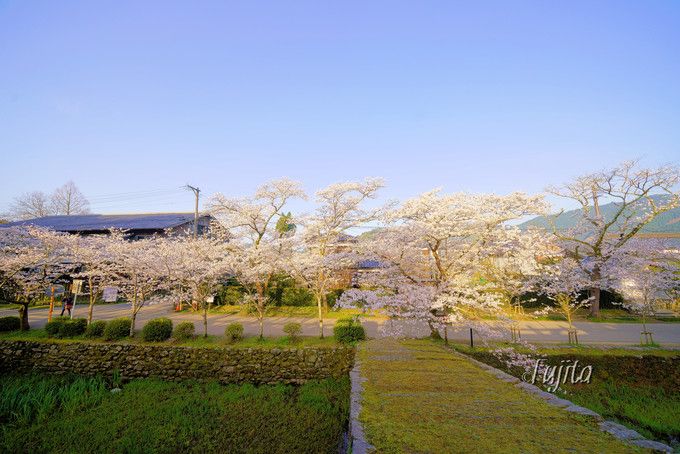 秋月の桜名所５選 福岡のお花見は秋月城跡 杉の馬場 がおすすめ 福岡県 Lineトラベルjp 旅行ガイド