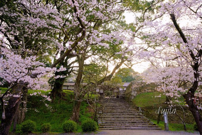 秋月の桜名所５選 福岡のお花見は秋月城跡 杉の馬場 がおすすめ 福岡県 Lineトラベルjp 旅行ガイド