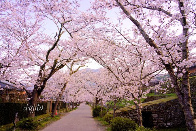 秋月の桜名所５選 福岡のお花見は秋月城跡 杉の馬場 がおすすめ 福岡県 Lineトラベルjp 旅行ガイド