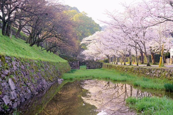 秋月の桜名所５選 福岡のお花見は秋月城跡 杉の馬場 がおすすめ 福岡県 Lineトラベルjp 旅行ガイド