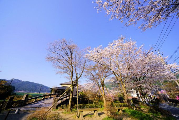 秋月の桜名所５選 福岡のお花見は秋月城跡 杉の馬場 がおすすめ 福岡県 Lineトラベルjp 旅行ガイド