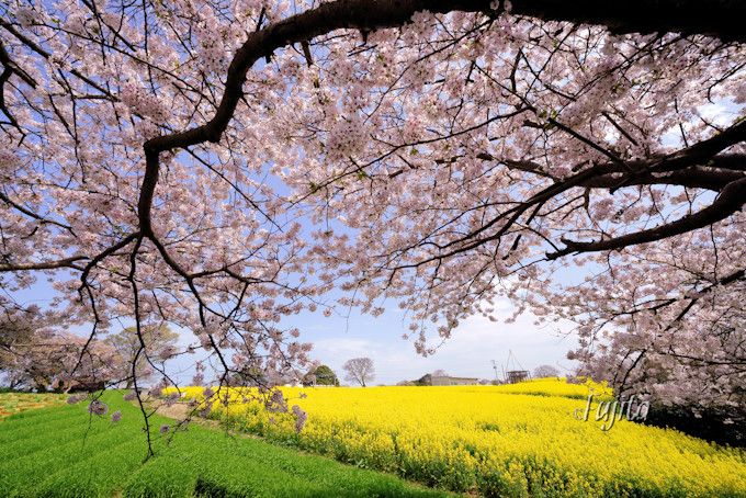長崎鼻の桜が菜の花とコラボ！大分の花見名所はリゾート気分満点