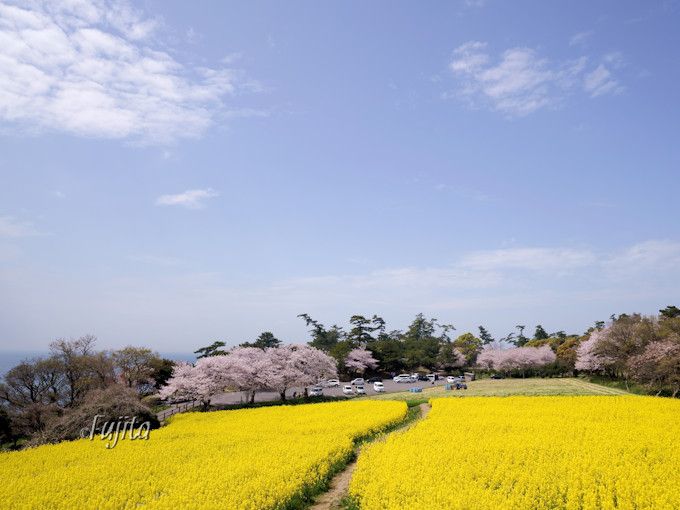 長崎鼻の桜が菜の花とコラボ 大分の花見名所はリゾート気分満点 大分県 トラベルjp 旅行ガイド