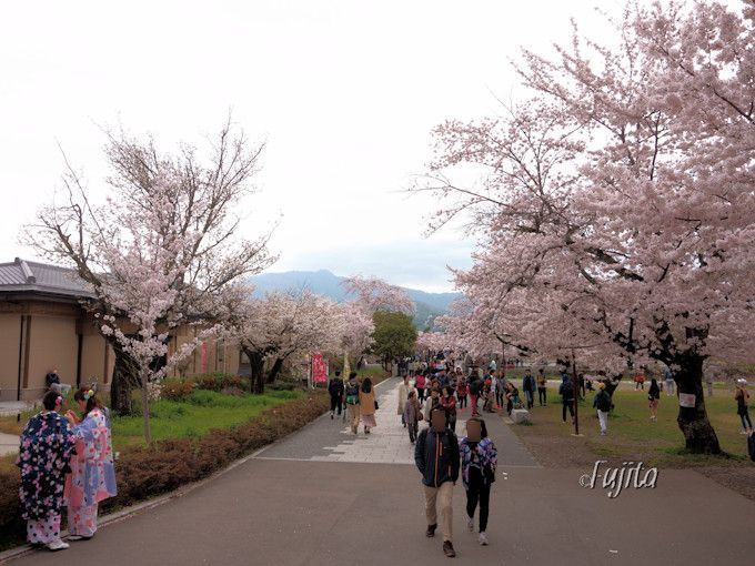 京都 嵐山の桜は中之島公園がおすすめ 夜桜ライトアップも必見 京都府 トラベルjp 旅行ガイド