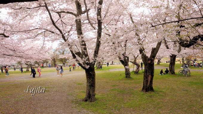 京都 嵐山の桜は中之島公園がおすすめ 夜桜ライトアップも必見 京都府 Lineトラベルjp 旅行ガイド