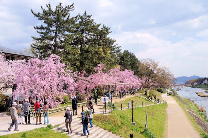 半木の道は桜の散歩道 京都 賀茂川の花見名所は午後がおすすめ 京都府 トラベルjp 旅行ガイド