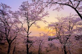 ʕ{̍TIIʕ{[vEFCu΂łԌ̋LTlC