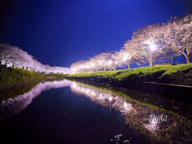 草場川の桜並木ライトアップは穴場！福岡のインスタ映えする花見名所