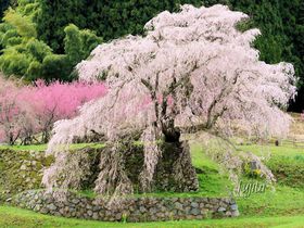 又兵衛桜５つの魅力！奈良・一本桜の花見名所は周辺まで美しい