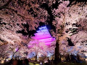 鶴ヶ城で桜の花見！福島・会津若松城はライトアップが絶景