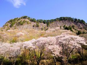 屏風岩公苑の桜が絶景！奈良の花見名所はライトアップも必見