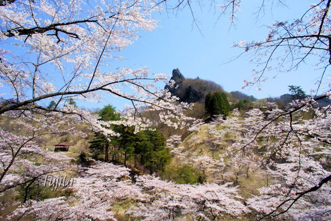 桜と妙義山のコラボを様々なアングルで！