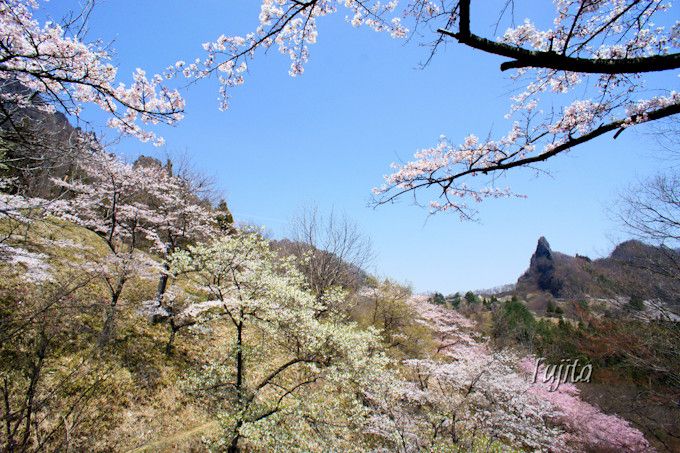 桜の品種が多く彩りも様々