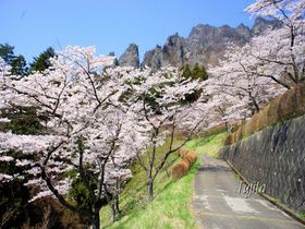 妙義山と桜がコラボ！群馬・さくらの里は見頃が遅い花見名所