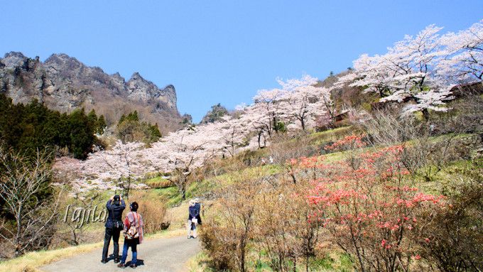 さくらの里は桜と妙義山がコラボ！