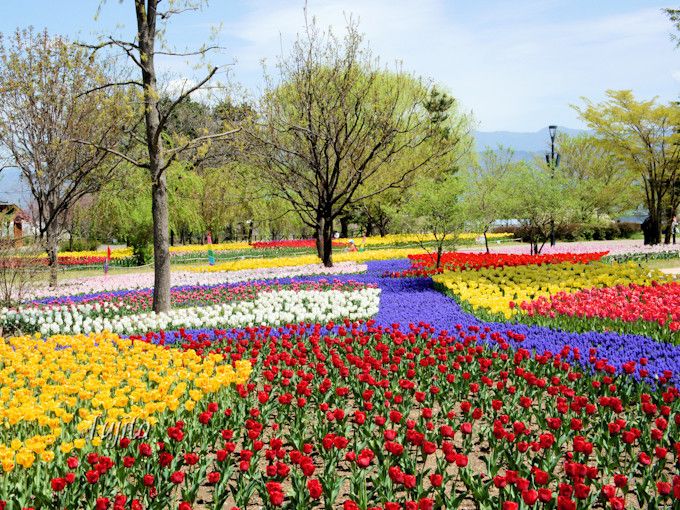 ｇｗに無料日有り 長野 アルプスあづみの公園はチューリップが見頃 長野県 トラベルjp 旅行ガイド