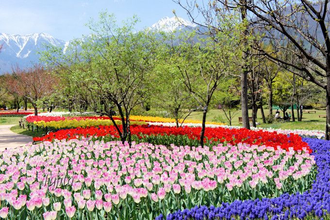 ｇｗに無料日有り 長野 アルプスあづみの公園はチューリップが見頃 長野県 トラベルjp 旅行ガイド