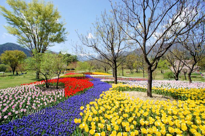 ｇｗに無料日有り 長野 アルプスあづみの公園はチューリップが見頃 長野県 トラベルjp 旅行ガイド