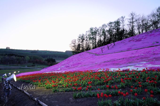 太陽の丘えんがる公園の芝桜５つの魅力 北海道 遠軽町の穴場芝桜名所 北海道 Lineトラベルjp 旅行ガイド