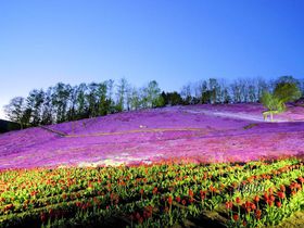 太陽の丘えんがる公園の芝桜５つの魅力！北海道・遠軽町の穴場芝桜名所