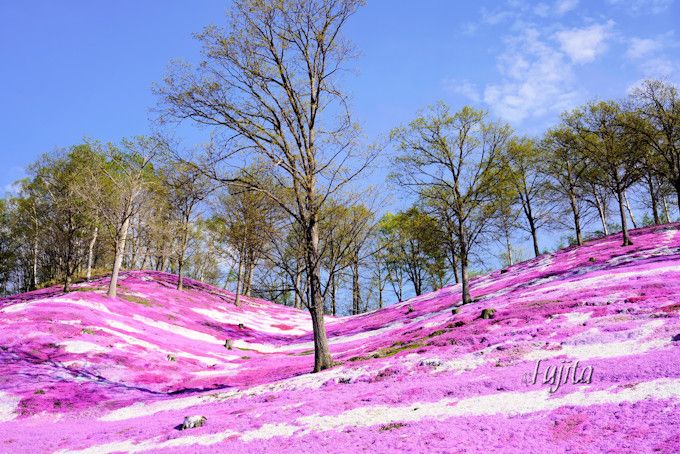 東藻琴芝桜公園の絶景５選 北海道 大空町の芝桜名所は必見 北海道 Lineトラベルjp 旅行ガイド