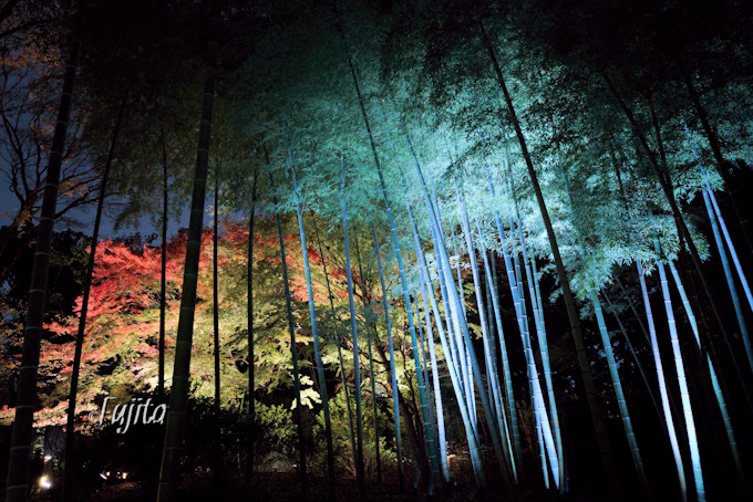六義園の紅葉はライトアップが凄い 東京を代表する夜の紅葉狩り名所 東京都 Lineトラベルjp 旅行ガイド