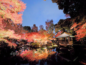 東京・大田黒公園の紅葉はインスタ映え確実！ライトアップも必見