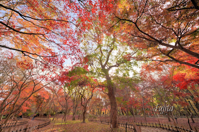 神代植物公園の紅葉は晩秋まで見頃 東京でバラの花見と紅葉狩り 東京都 Lineトラベルjp 旅行ガイド