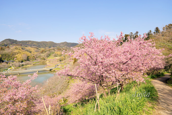 千葉の河津桜名所 鋸南町の頼朝桜はライトアップも必見 千葉県 Lineトラベルjp 旅行ガイド