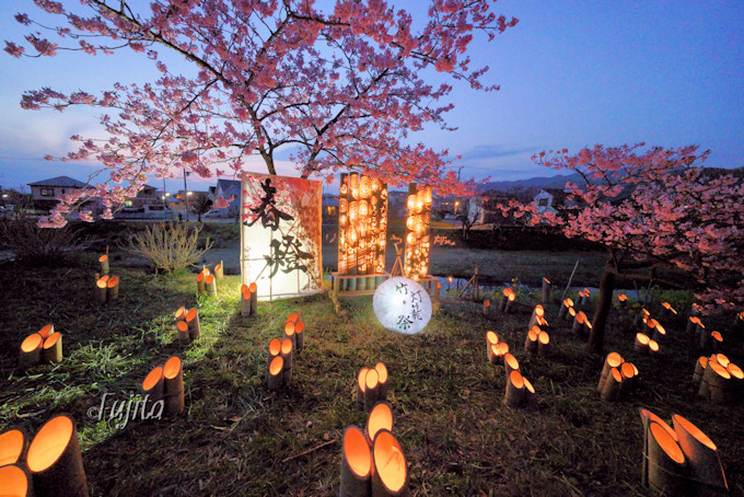 千葉の河津桜名所 鋸南町の頼朝桜はライトアップも必見 千葉県 トラベルjp 旅行ガイド