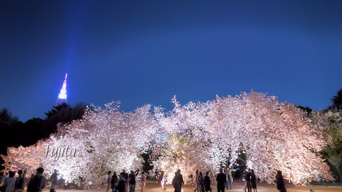 新宿御苑の桜は見頃が２回 ライトアップも美しい東京の花見名所 東京都 トラベルjp 旅行ガイド