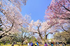 �V�h�䉑�̍��͌������Q��I���C�g�A�b�v�������������̉Ԍ������̋L���T���l�C��