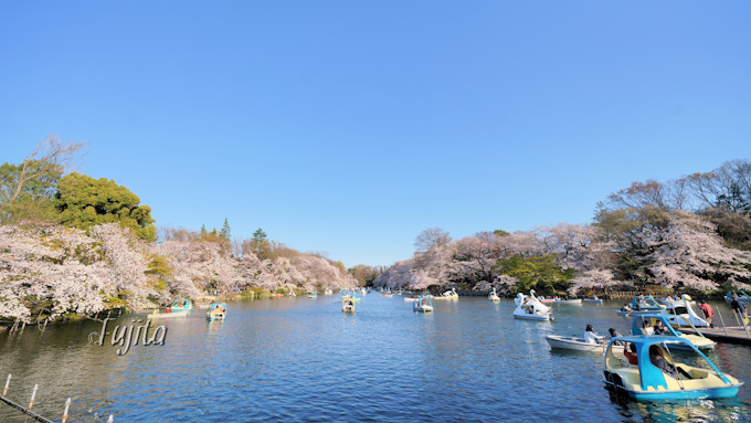 井の頭公園の桜はライトアップも必見 東京の人気花見名所 東京都