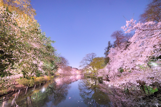 井の頭公園の桜はライトアップも必見 東京の人気花見名所 東京都 トラベルjp 旅行ガイド