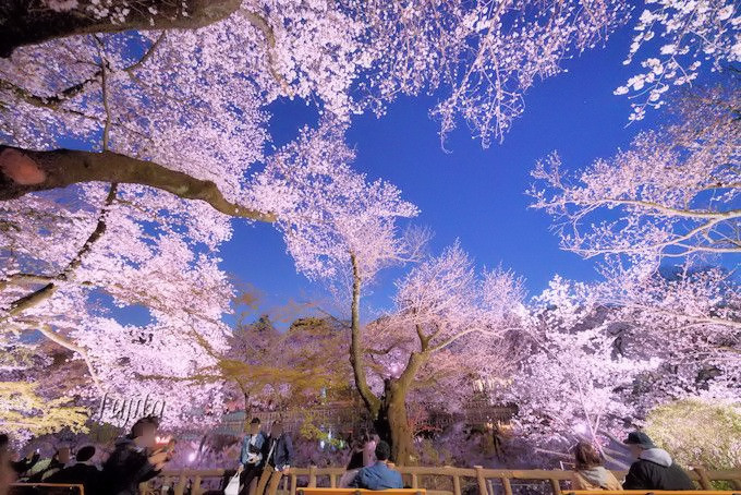 井の頭公園の桜はライトアップも必見 東京の人気花見名所 東京都 トラベルjp 旅行ガイド