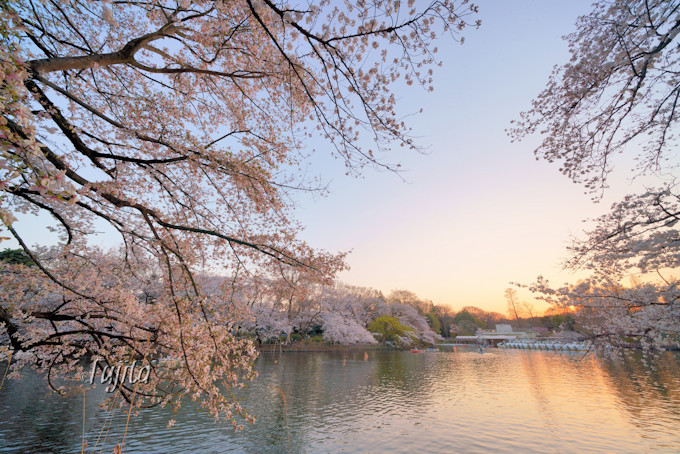 井の頭公園の桜はライトアップも必見 東京の人気花見名所 東京都 Lineトラベルjp 旅行ガイド