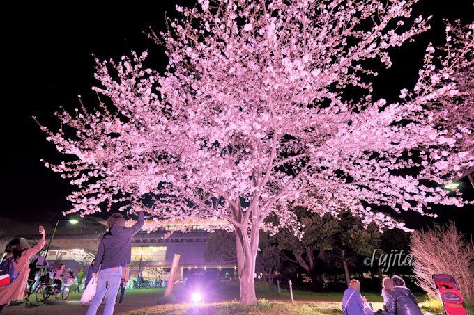 舎人公園駅前の夜桜はイルミネーションも！