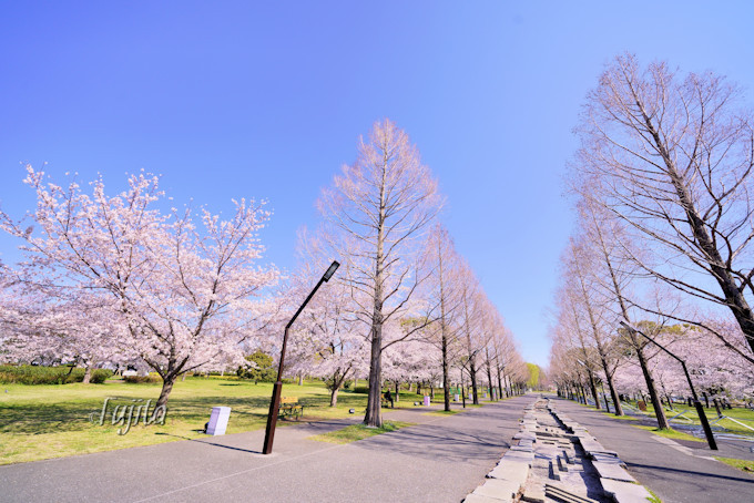 千本桜が広大な緑地とコラボ 東京 舎人公園の花見は穴場 東京都 トラベルjp 旅行ガイド