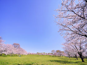 千本桜が広大な緑地とコラボ！東京・舎人公園の花見は穴場