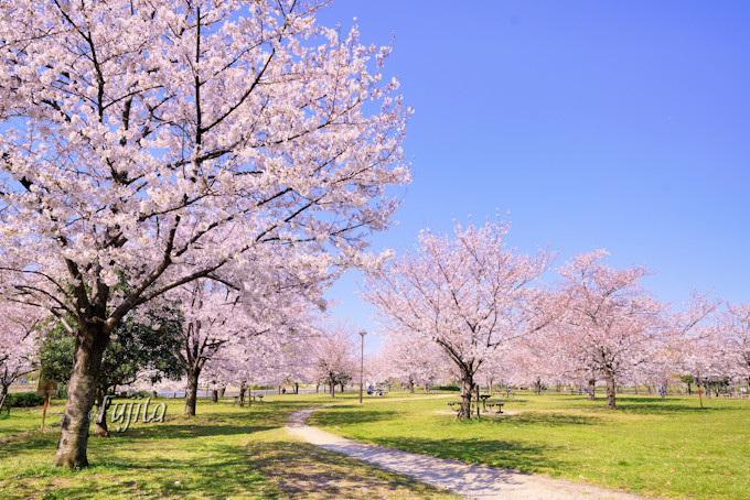 千本桜が広大な緑地とコラボ 東京 舎人公園の花見は穴場 東京都 Lineトラベルjp 旅行ガイド