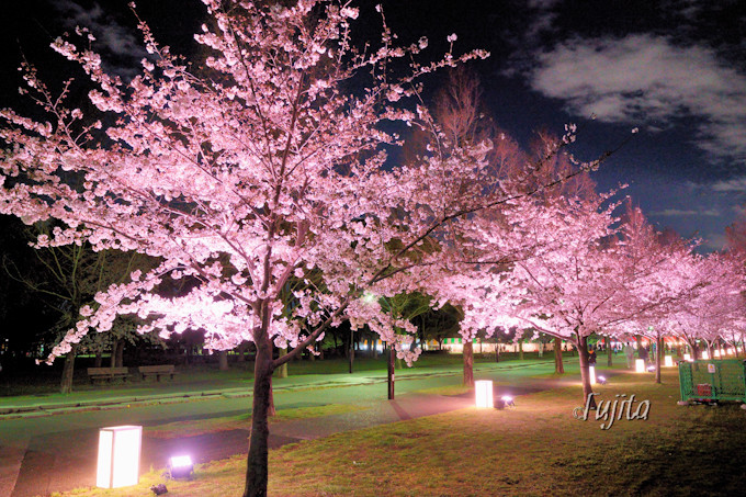 お花見広場と桜並木のライトアップ！