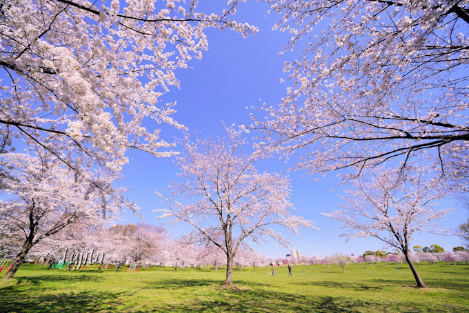 千本桜が広大な緑地とコラボ 東京 舎人公園の花見は穴場 東京都 Lineトラベルjp 旅行ガイド