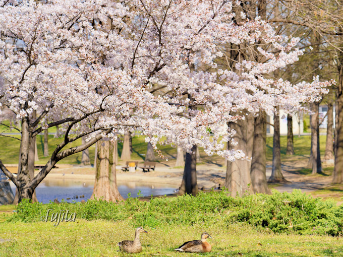 お花見広場に桜が集中！桜並木や池にも注目
