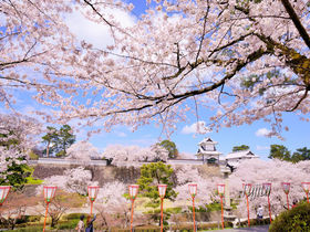 兼六園の桜は見頃時期に無料！金沢城公園もライトアップ同時開催
