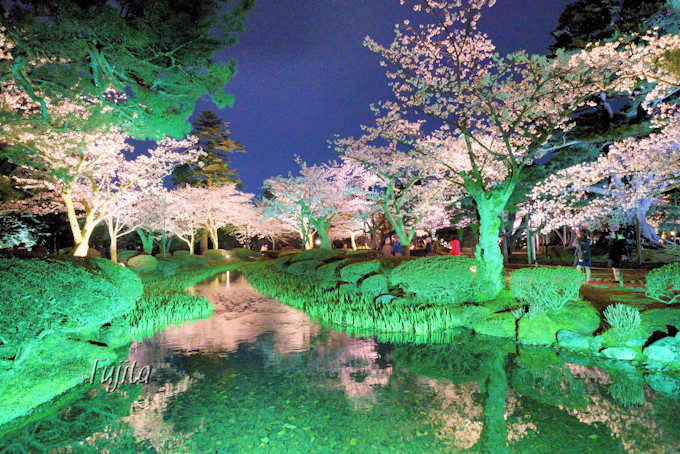兼六園の桜は見頃時期に無料 金沢城公園もライトアップ同時開催 石川県 トラベルjp 旅行ガイド