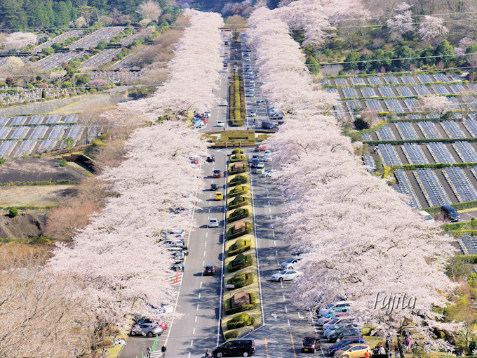 「富士霊園の桜」は日本さくら名所100選！静岡・小山町でお花見