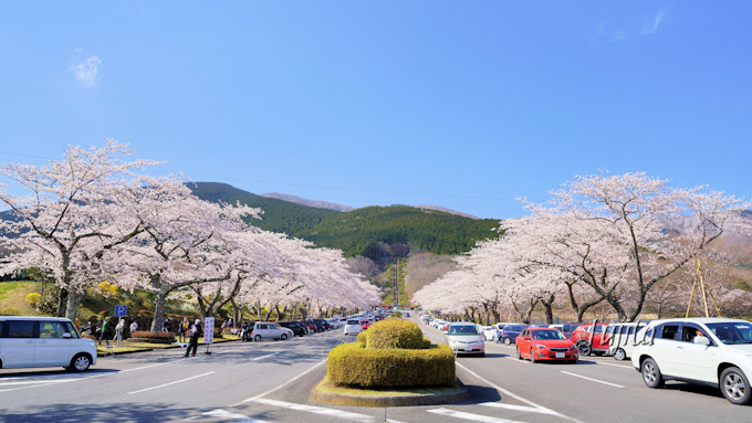 富士霊園の桜 は日本さくら名所100選 静岡 小山町でお花見 静岡県 Lineトラベルjp 旅行ガイド